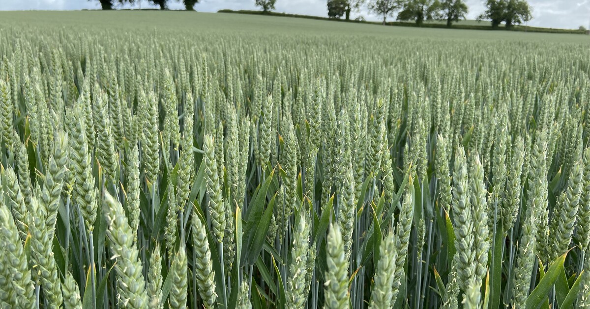 Powering up preemergence weed control in winter wheat ADAMA